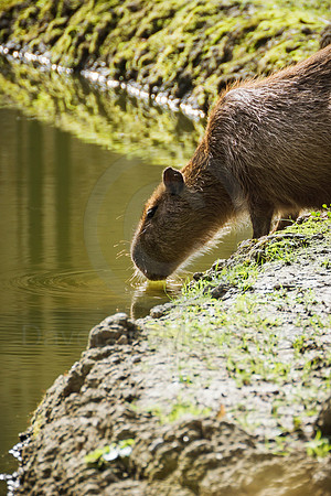 Capybara