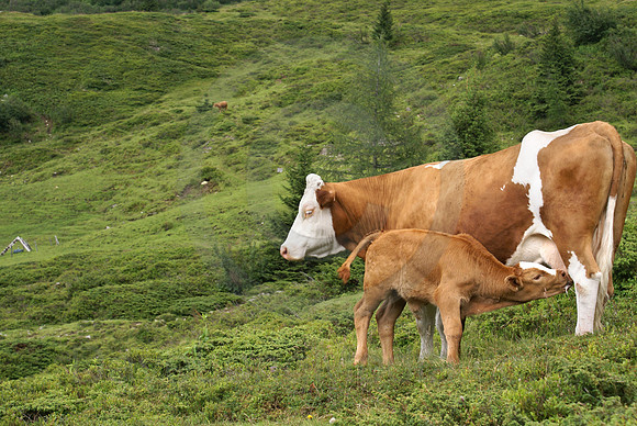 Milk From the Source