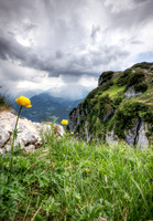 Wildflowers in the Alps