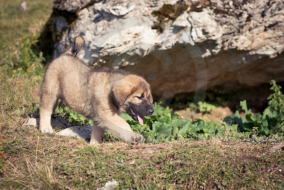 Sarplaninac Puppy