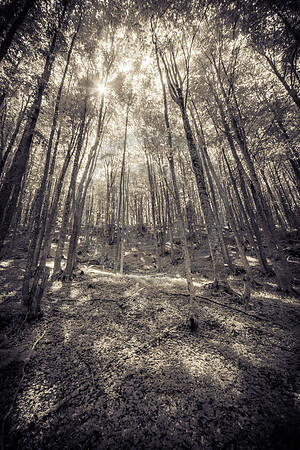 Sepia Forest Sunbreak