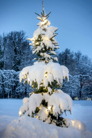 Snow-covered Christmas Tree