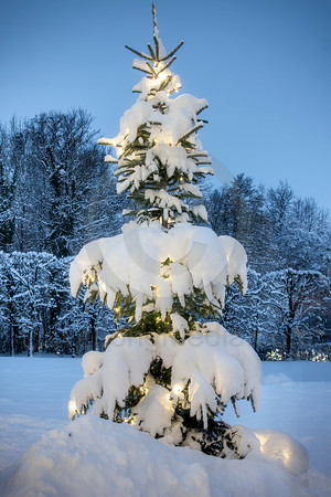 Snow-covered Christmas Tree