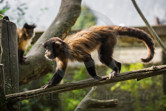 Tufted Capuchin