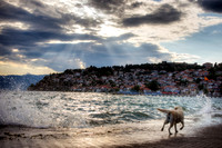 Dog Running by the Water