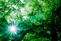 High Energy Forest