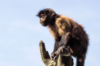 Tufted Capuchin