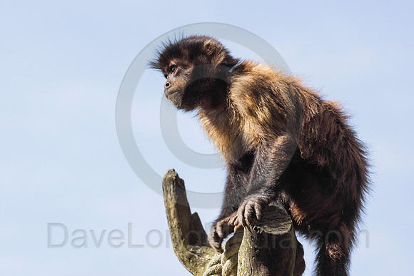 Tufted Capuchin