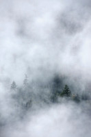 Misty Forest