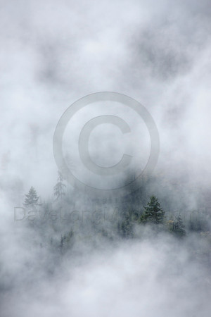 Misty Forest