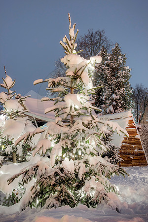 Snow-covered Christmas Tree