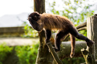 Tufted Capuchin