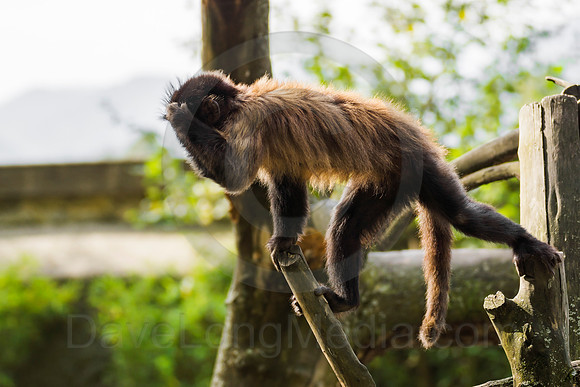 Tufted Capuchin